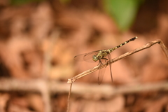 Orthetrum julia