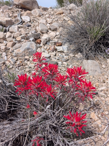 Castilleja chromosa, photograph 5