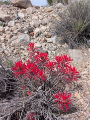 (c) Jacob Saucier, some rights reserved (CC BY) Castilleja chromosa, photograph (c) Jacob Saucier, some rights reserved (CC BY)