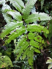 Pteris setulosocostulata