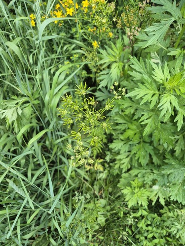 Chaerophyllum prescottii, 2026-06-26