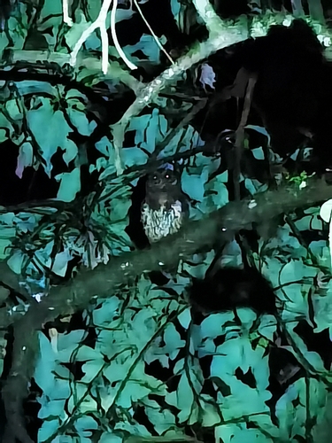 Mottled Owl