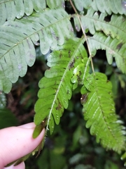 Pteris setulosocostulata