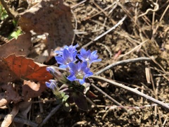 Gentiana zollingeri
