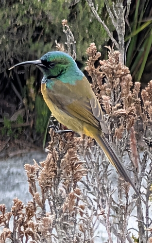 Orange-breasted Sunbird