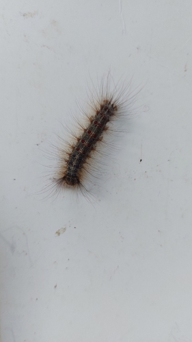 Spongy Moth