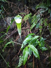 Arisaema grapsospadix