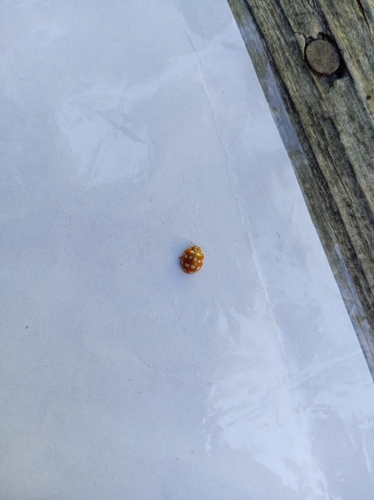 Cream-spotted Ladybird