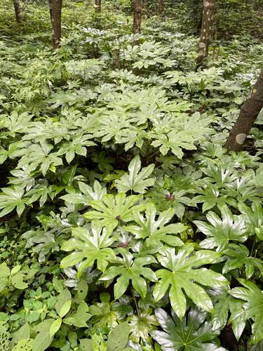Japanese aralia