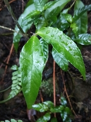 Arisaema grapsospadix