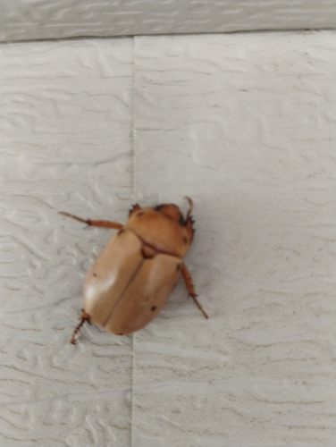 Grapevine Beetle