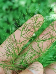 Asparagus tenuifolius, photograph (c) Ljaž, some rights reserved (CC BY)