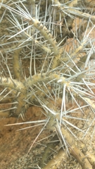 Monsonia