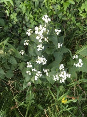 Lunaria annua