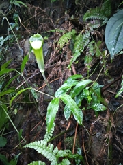 Arisaema grapsospadix