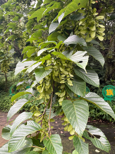 Père David's Maple