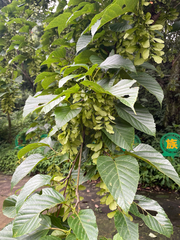 (c) Daijiang Li, some rights reserved (CC BY) Acer davidii, photograph (c) Daijiang Li, some rights reserved (CC BY)