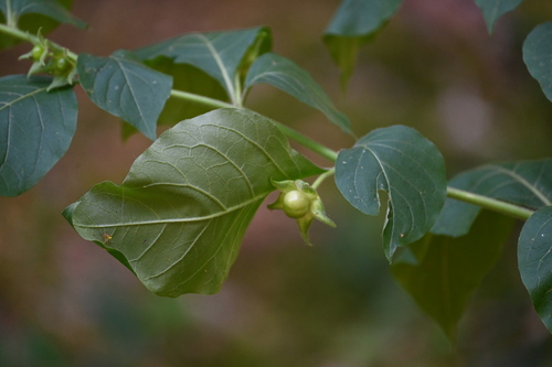 Deadly Nightshade