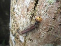 Lymantria xylina