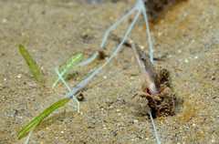 Chaenopsis limbaughi