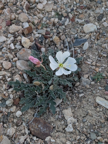 Oenothera cespitosa, photograph 6