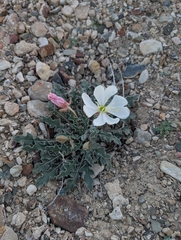 Oenothera cespitosa, photograph (c) Jacob Saucier, some rights reserved (CC BY)