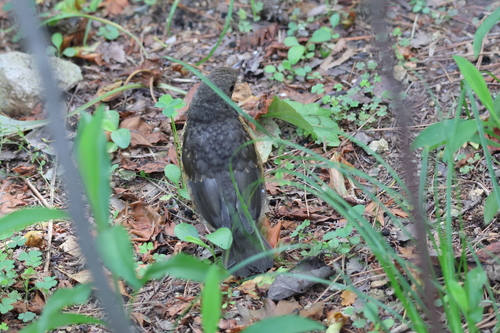 Grey-backed Thrush