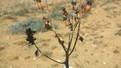 Tylecodon wallichii ecklonianus