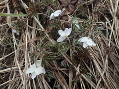 Anemonoides amurensis
