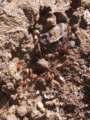 Pheidole capensis