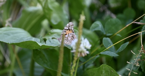 Painted Lady