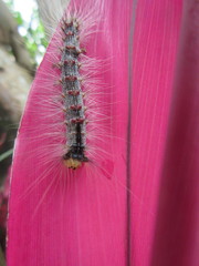 Lymantria xylina