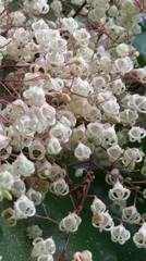 Sterculia monosperma