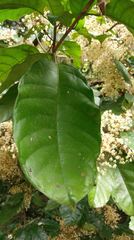 Sterculia monosperma