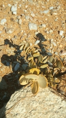 Tetraena prismatocarpa