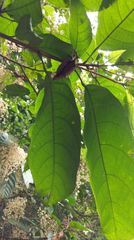 Sterculia monosperma