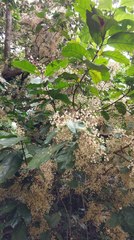 Sterculia monosperma