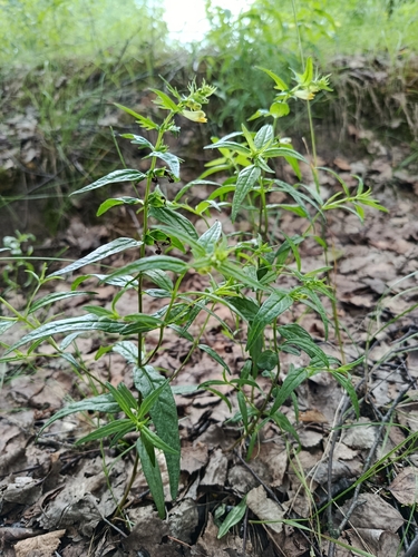 Наблюдение на iNaturalist