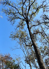 Terminalia elliptica