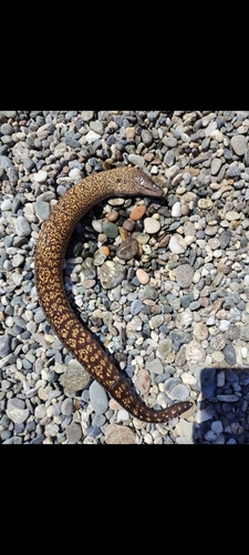 Mediterranean Moray