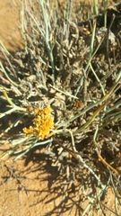 Hermbstaedtia glauca