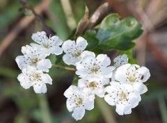 Crataegus monogyna