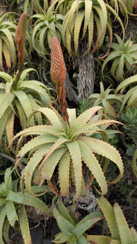 Candelabra Aloe