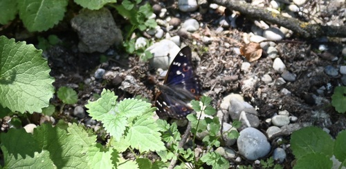 Lesser Purple Emperor