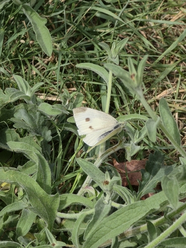 Small White