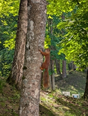 Eurasian Red Squirrel