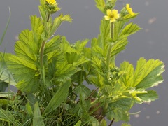 Geum urbanum