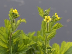 Geum urbanum