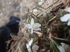 Anemonoides amurensis