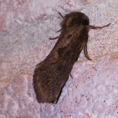 Acrolophus texanella